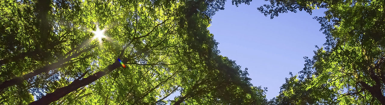 Bos met bomen en hart voor duurzaamheid